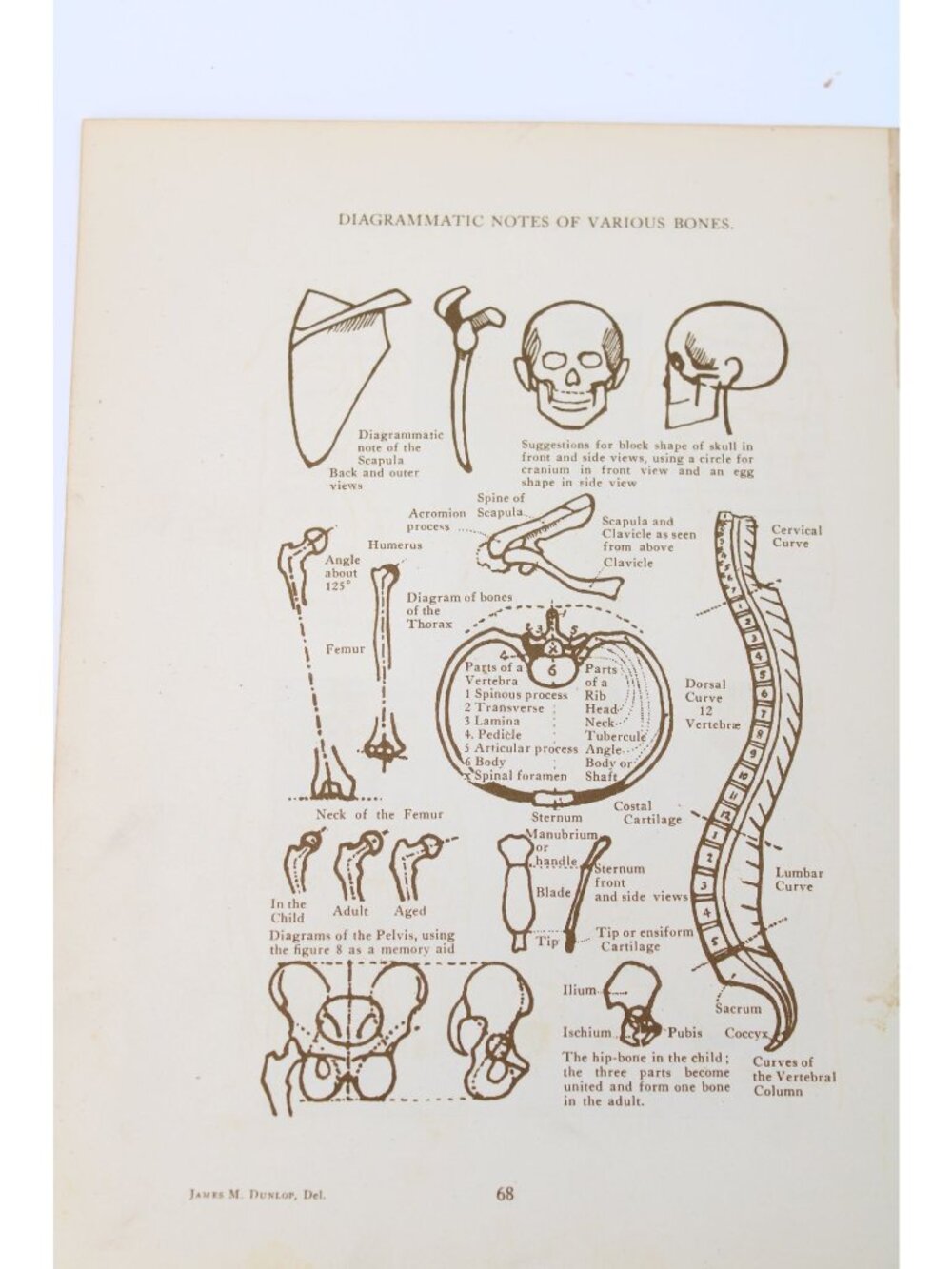 1946 Anatomical Diagram Art Students Various Bones Diagram Vintage 94637